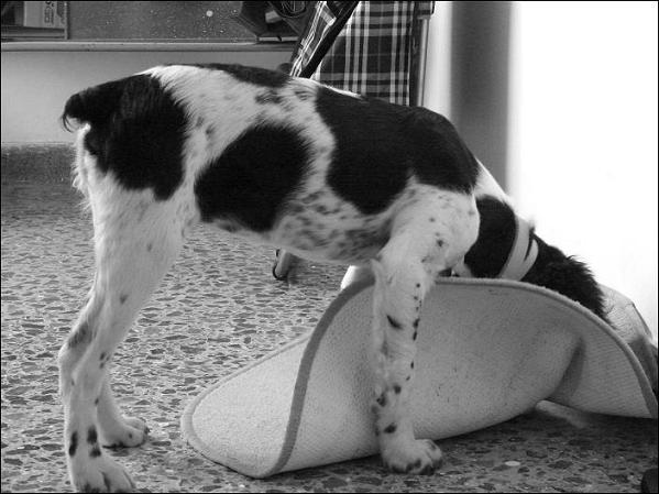 Τσίκα - επανιέλ.