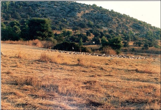 Αίγινα, 1990