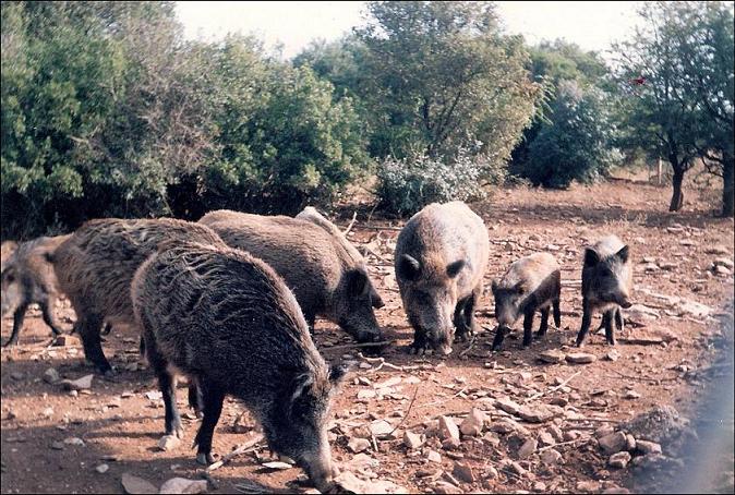 Χοιρομητέρες και μικρά γουρουνάκια που έχουν ραβδώσεις απαγορεύονται.