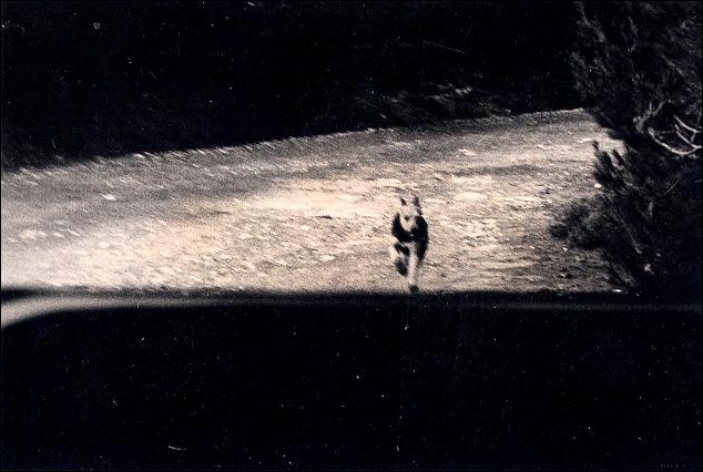 Φωτογραφία πρόχειρη, από το 1985 όταν είχαμε βγει την αυγή για περιπολία με τους Θηροφύλακες στην Πάρνηθα. Δεν είναι κοινό αδέσποτο, είναι άγριο σκυλί που γεννήθηκε και έζησε όλη του τη ζωή μακριά από ανθρώπους.