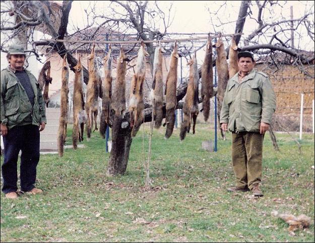 Φωτογραφία από τον καιρό που η δίωξη της αλεπούς γινόταν από το δασαρχειο.