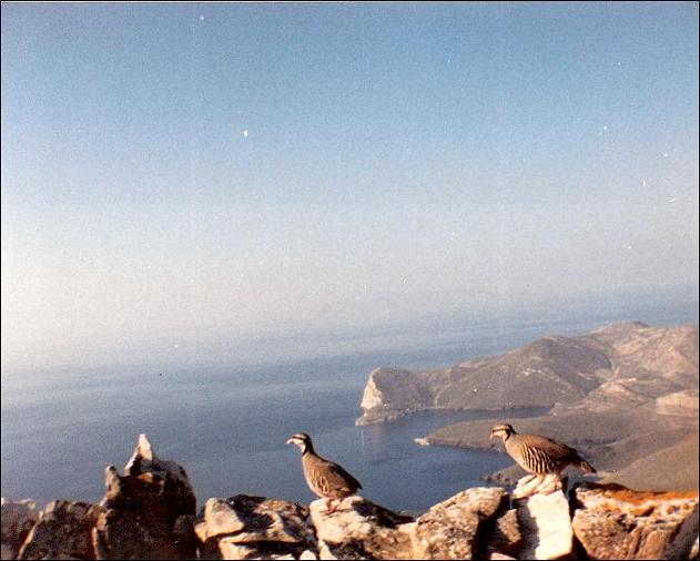 Πέρδικα νησιώτικη. Ο τυχερός φωτογράφος κατάφερε και βρήκε ένα από τα μόλις 5000 ζευγάρια που λένε οτι έχει η Ελλάδα.